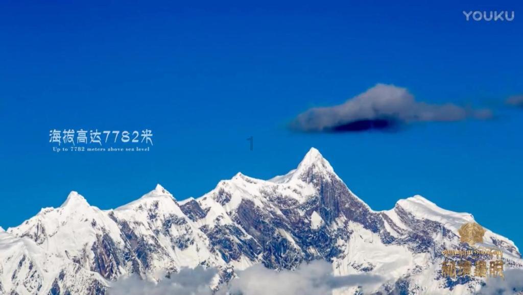 救援狗与猫