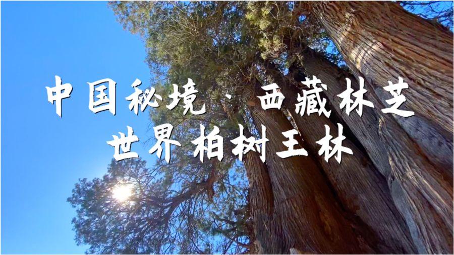 神谕文明